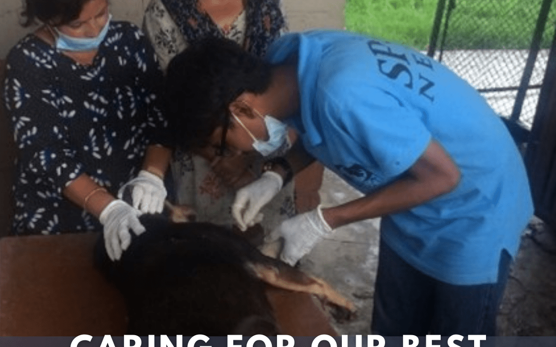 Taking Care of our Best Friends for More Than Just One Day of the Year