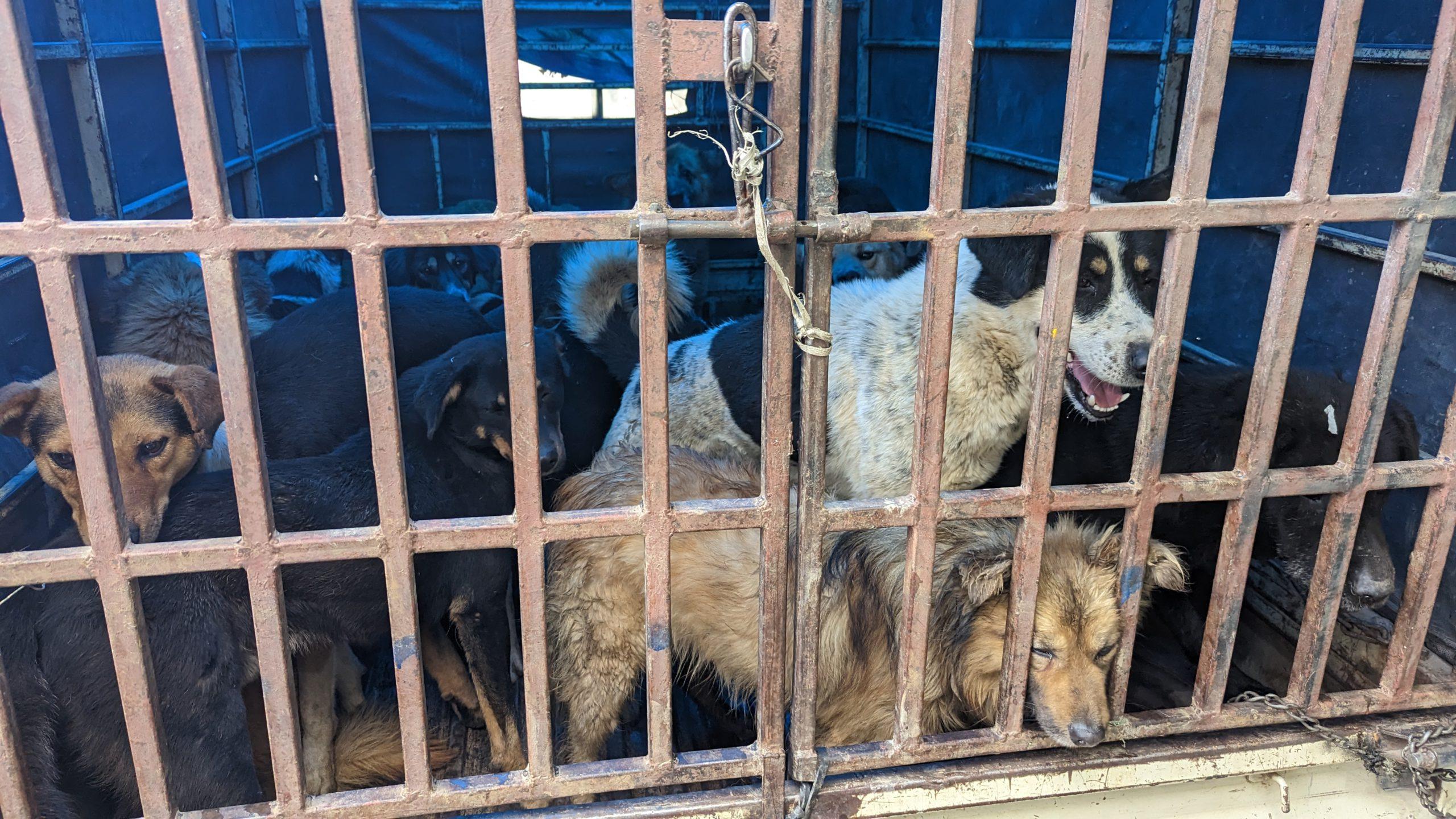 Dogs caught and kept it in vehicle for spay